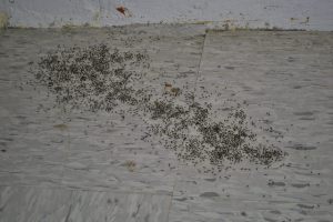 Just a normal, everyday ant pile in the hallway.